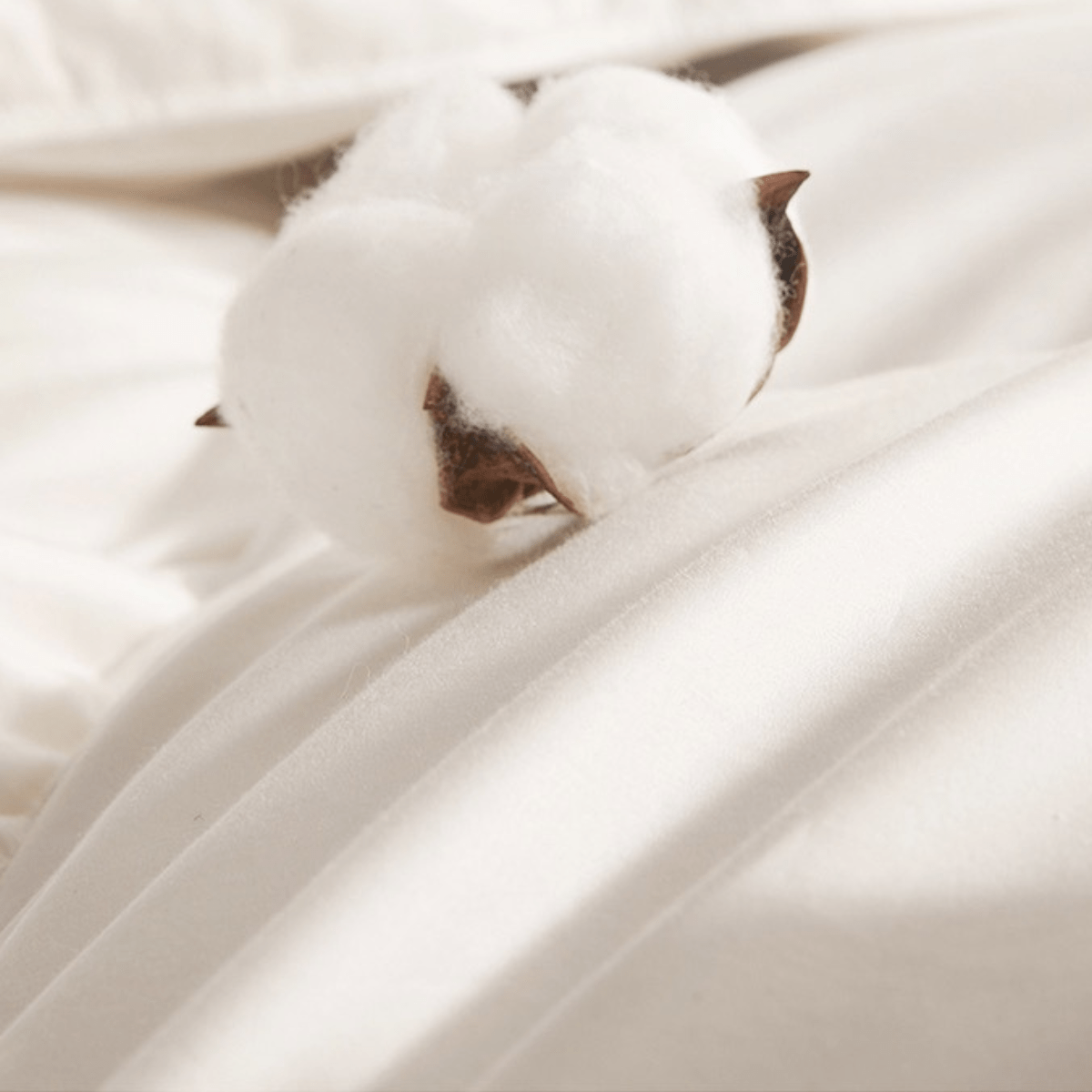 Organic Cotton Goose Down Comforter - Warmy & Tummy